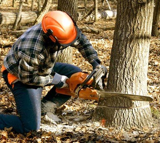 Tree Removal in Asbury, WV